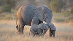 thumbnails/thumbnail_20230410-ElephantTwins_EN-US2939253051_UHD