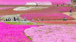 thumbnails/thumbnail_20230413-PhloxSubulata_EN-US0635247129_UHD