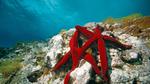 thumbnails/thumbnail_20230414-RedSeaStars_EN-US6473635643_UHD