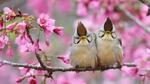 thumbnails/thumbnail_20230419-TaiwanYuhina_EN-US1768443431_UHD