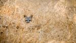 thumbnails/thumbnail_20230422-EarthDayFox_EN-US3922955169_UHD