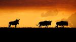 thumbnails/thumbnail_20230503-ThreeWildebeest_EN-US9446203427_UHD