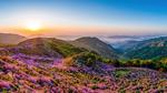 thumbnails/thumbnail_20230506-HwangmaesanAzaleas_EN-US0649441292_UHD
