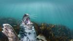 thumbnails/thumbnail_20230507-SealLaughing_EN-US0742497806_UHD