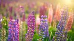 thumbnails/thumbnail_20230512-WildLupine_EN-US1382733552_UHD