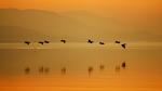 thumbnails/thumbnail_20230513-SonnyBonoPelicans_EN-US1524460012_UHD