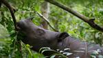 thumbnails/thumbnail_20230519-SumatranRhino_EN-US0245305253_UHD