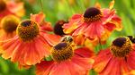 thumbnails/thumbnail_20230520-EuropeanHoneybee_EN-US0859156574_UHD