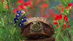 thumbnails/thumbnail_20230523-WesternBoxTurtle_EN-US2880487603_UHD