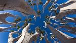 thumbnails/thumbnail_20230527-AloeDichotomum_EN-US4149828212_UHD