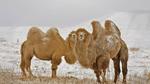 thumbnails/thumbnail_20220222-BactrianCamels_EN-US6701629967_UHD